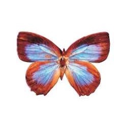Blue & Brown Butterfly Lapel Pin