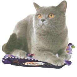 Chartreux Cat Executive Line Magnet w/ Full Magnetic Back (6 Square Inch)