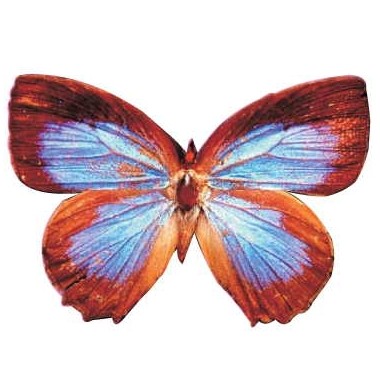 Blue & Brown Butterfly Magnet w/ Full Magnetic Back (10 Square Inch)