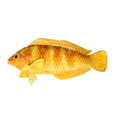 Yellow Fish