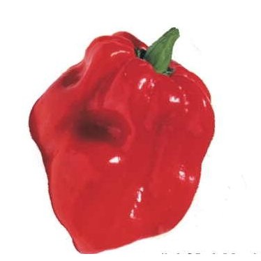 Red Habanero Pepper Maxi Magnet (8 Square Inch)
