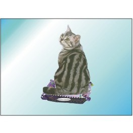 American Shorthair Cat Panoramic Metal Photo Magnet