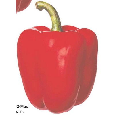 Red Bell Pepper Maxi Magnet (12 Square Inch)