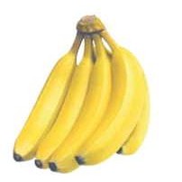 Bananas Mighty Mini Magnet