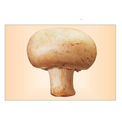 Mushroom Rectangle Metal Photo Magnet (2"x3")