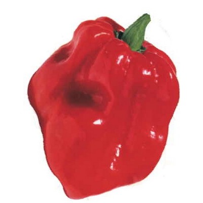 Red Habanero Pepper Maxi Magnet (4 Square Inch)